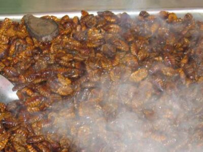 Kira Nam Greene A Foodie’s Dilemma: To Eat or Not to Eat a Bug
